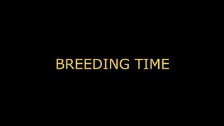 Breeding time for your CUNT (audo roleplay) BREEDING KINK/FETISH creampie dirty talking